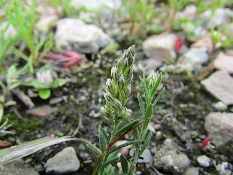 Senega viridis photo 3