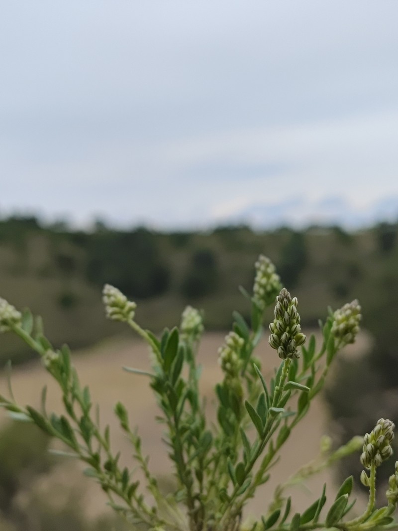 Senega viridis photo 4