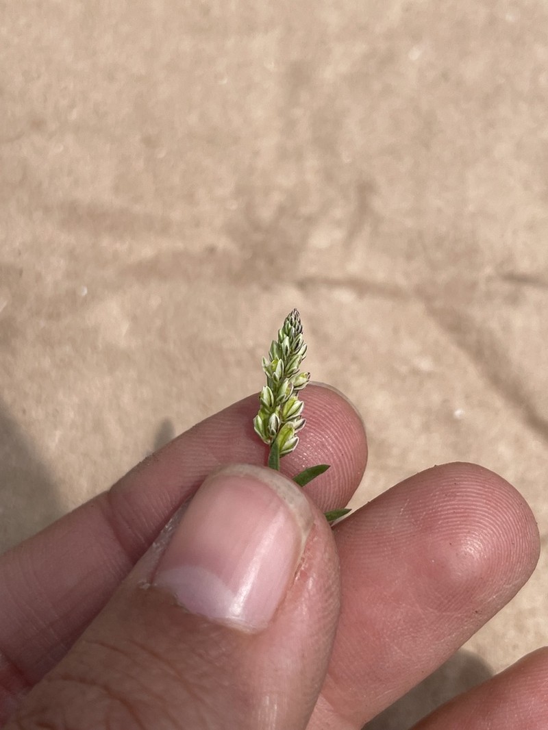 Senega viridis photo 5