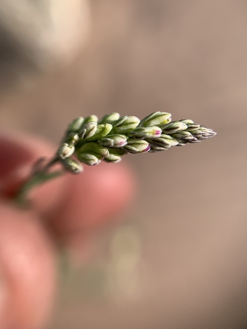 Senega viridis photo 6