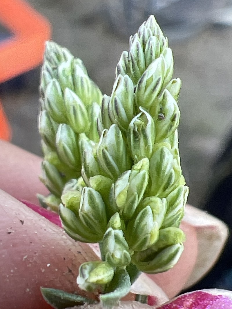 Senega viridis photo 7