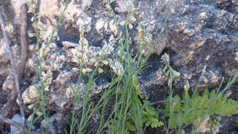 Watson's Milkwort