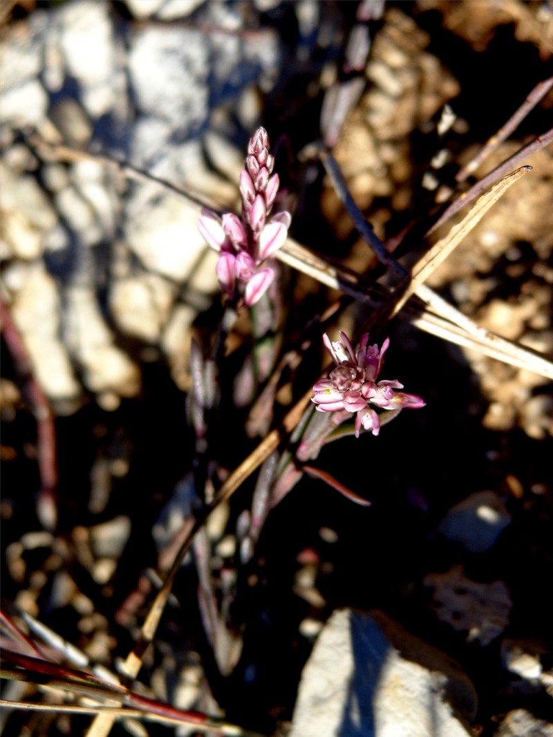 Watson's Milkwort photo 2