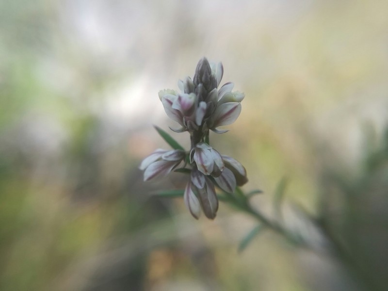 Watson's Milkwort photo 3