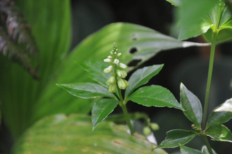 Senega wurdackiana