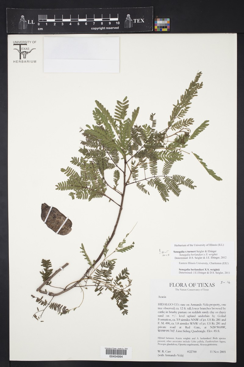 Senegalia × turneri