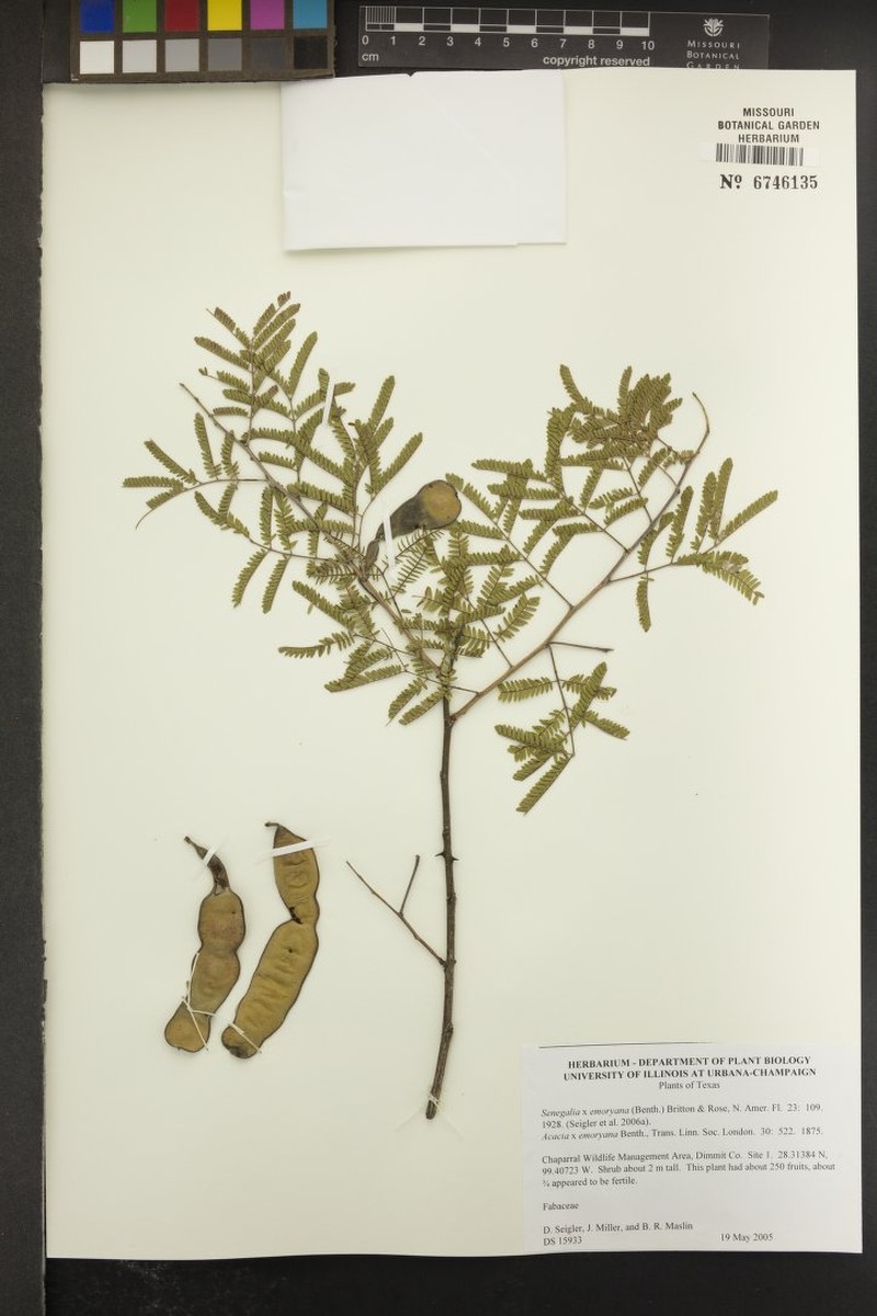 Emory's Acacia