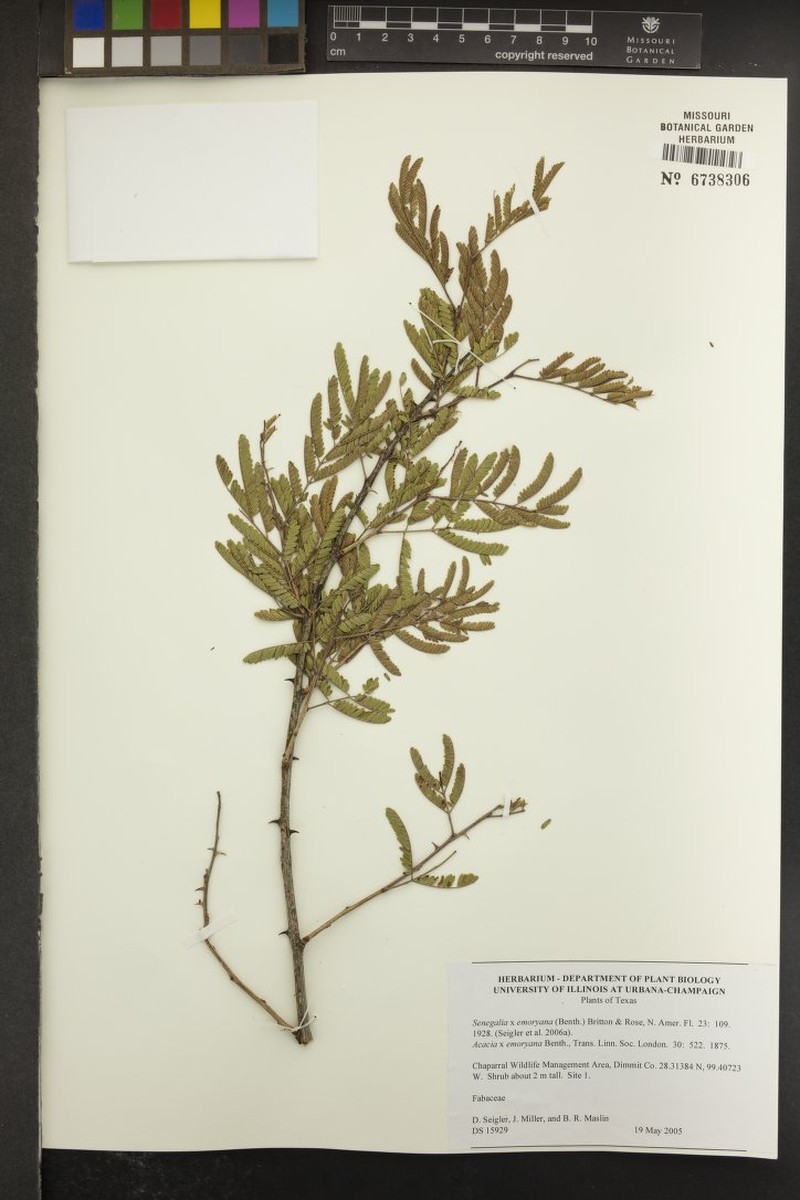 Emory's Acacia photo 2