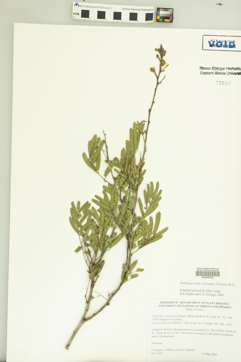 Emory's Acacia photo 3