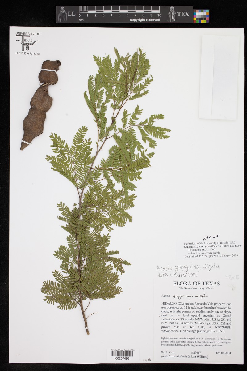 Emory's Acacia photo 4