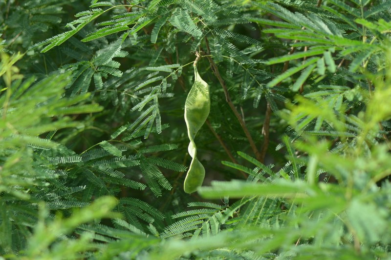 hybrid acacia photo 4