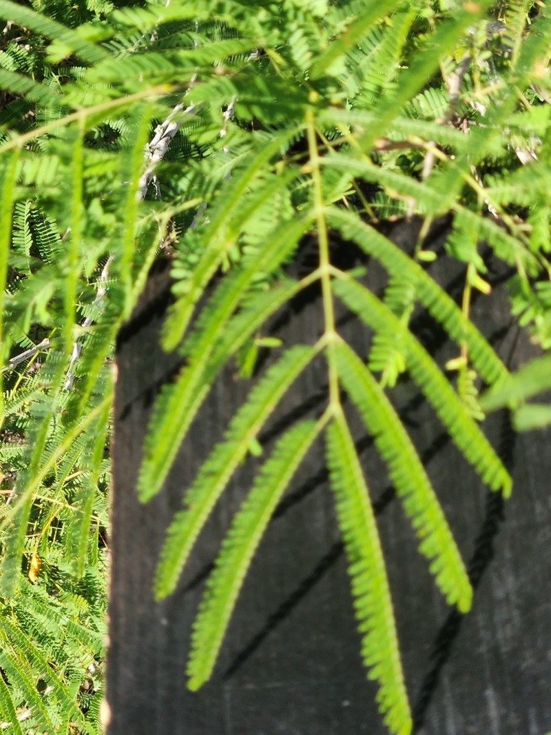 hybrid acacia photo 6