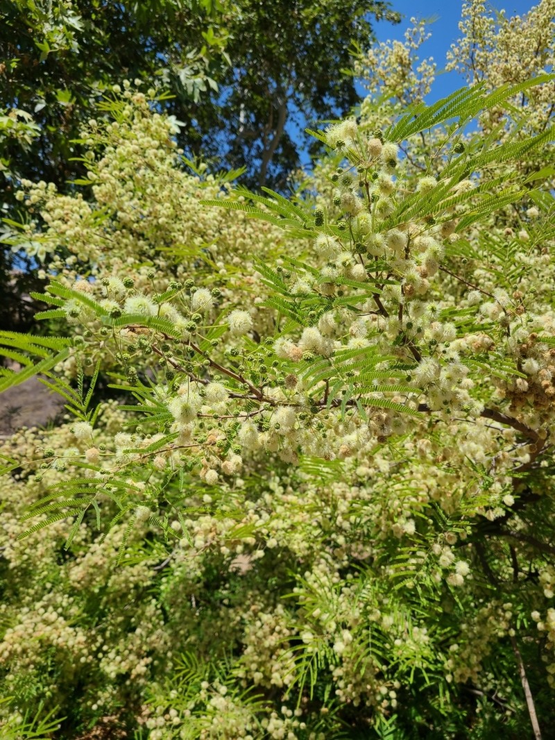 hybrid acacia photo 7