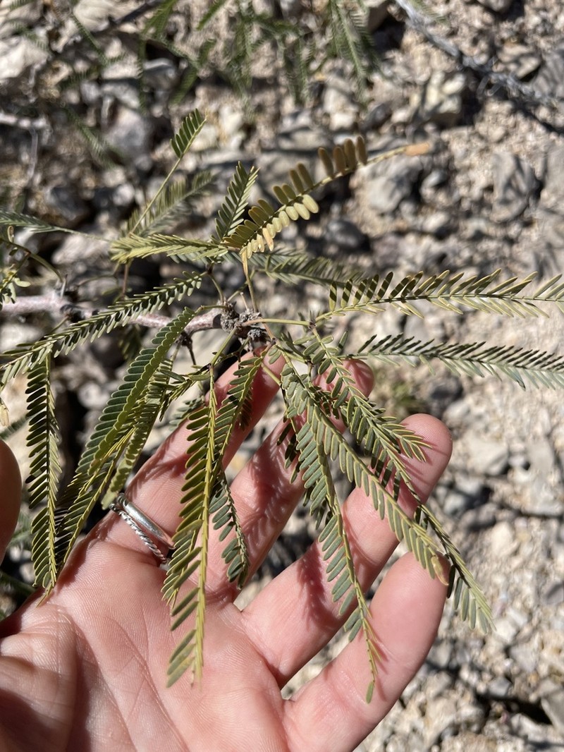 hybrid acacia photo 8