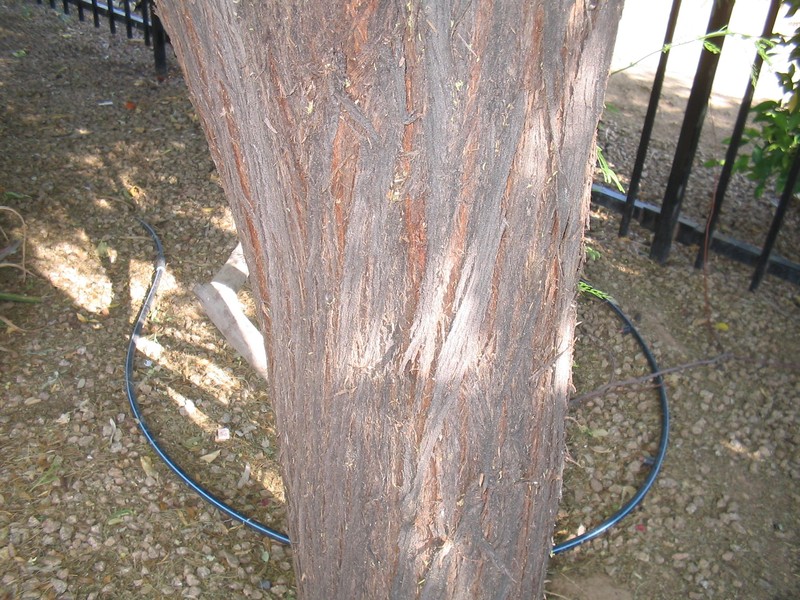 Guajillo photo 2