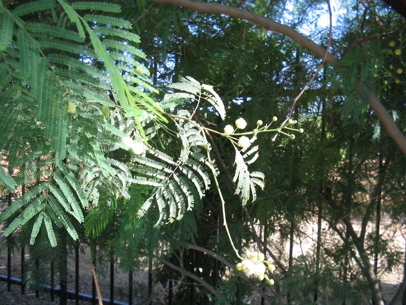 Guajillo photo 3