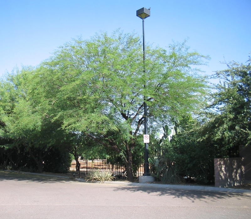 Guajillo photo 4