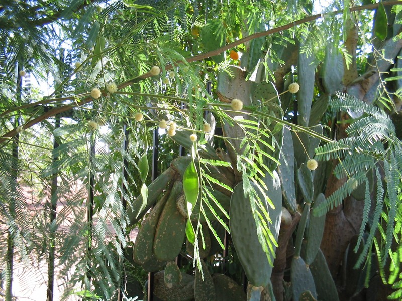 Guajillo photo 5