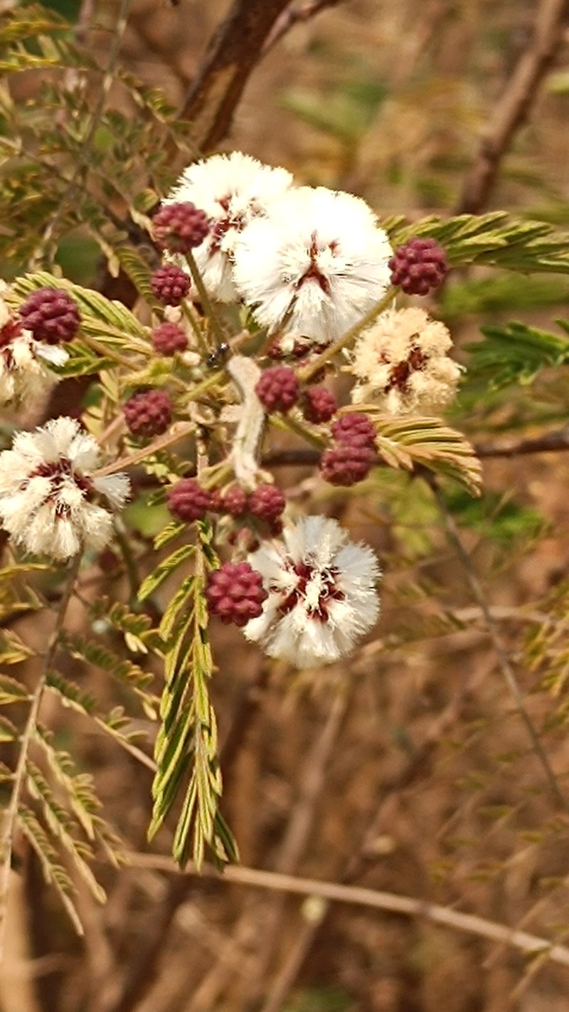 Senegalia brevispica subsp. brevispica