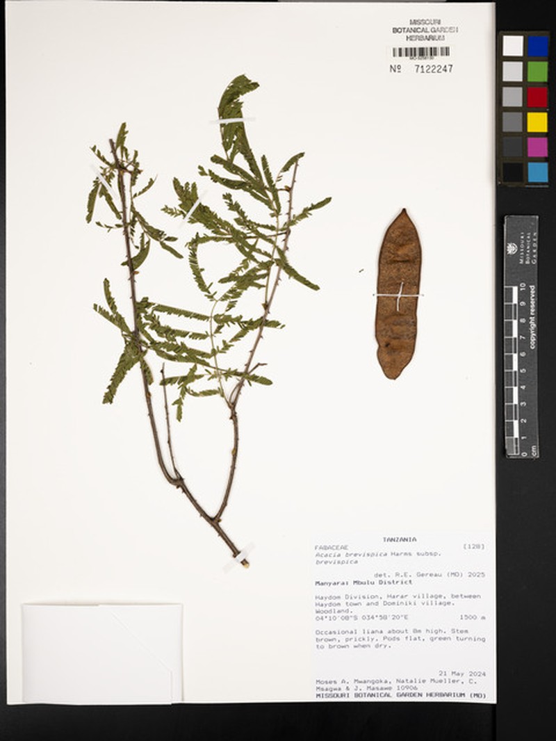 Senegalia brevispica subsp. brevispica photo 2