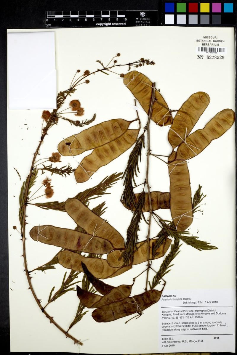 Senegalia brevispica subsp. brevispica photo 3