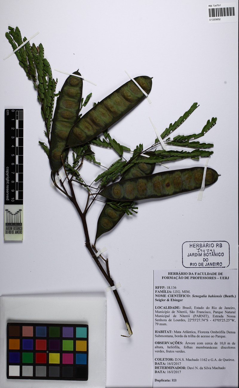 Senegalia duartei