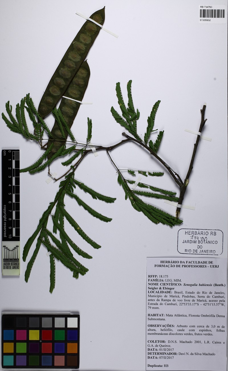 Senegalia duartei photo 2