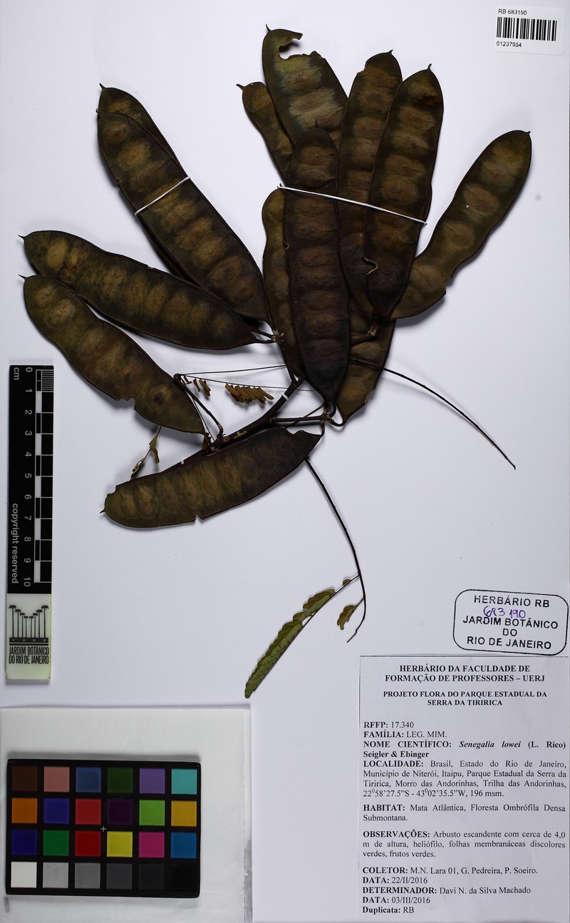 Senegalia duartei photo 3