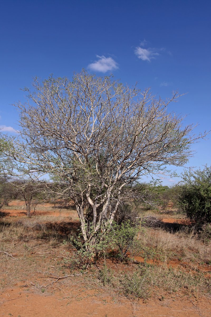 Senegalia erubescens