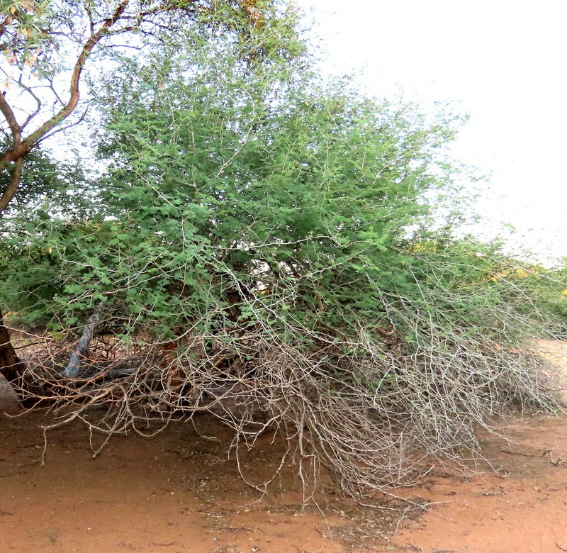 Senegalia fleckii