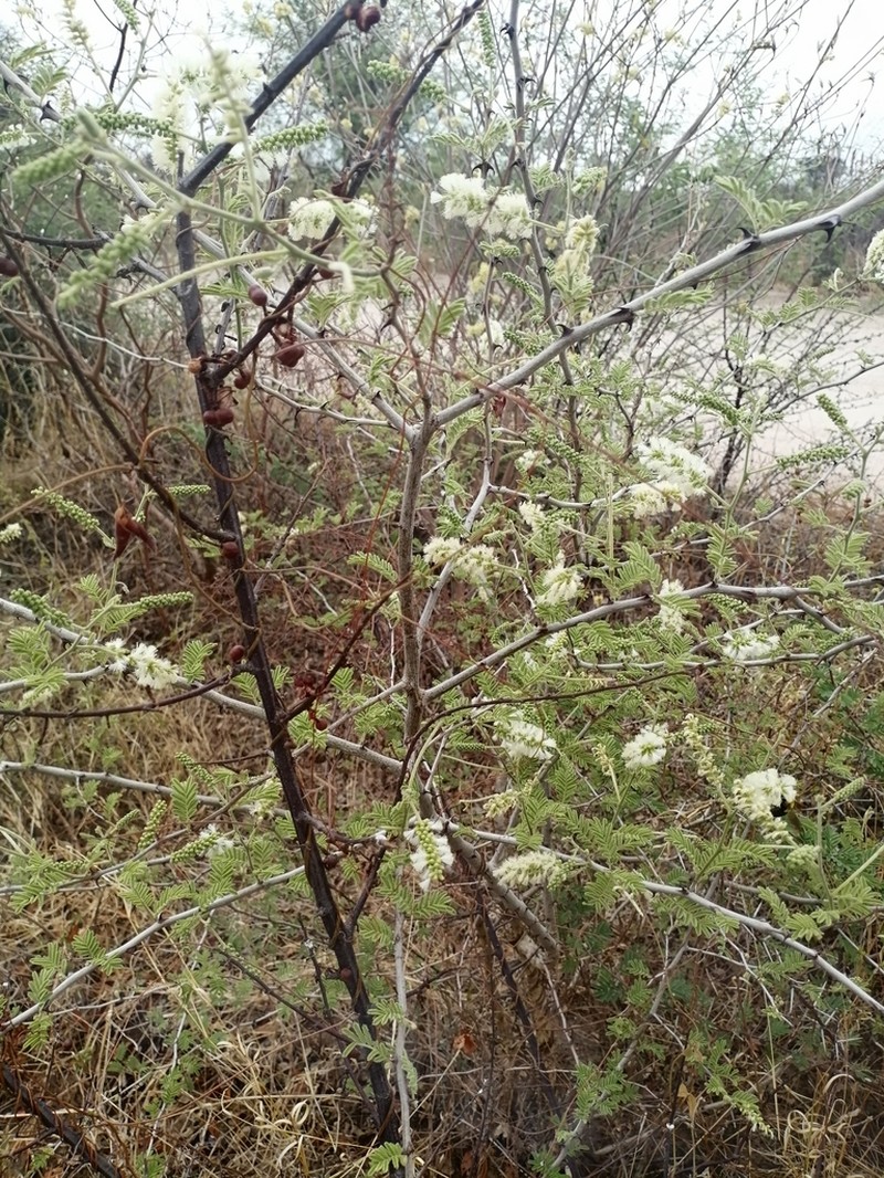 Senegalia fleckii photo 2