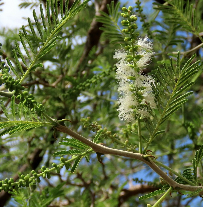 Senegalia fleckii photo 3