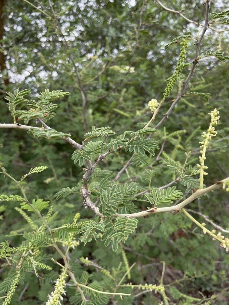 Senegalia fleckii photo 4