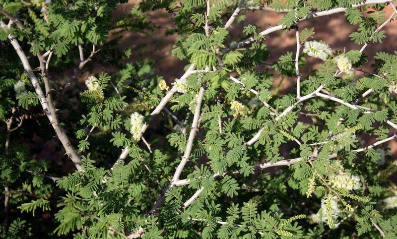 Senegalia fleckii photo 6