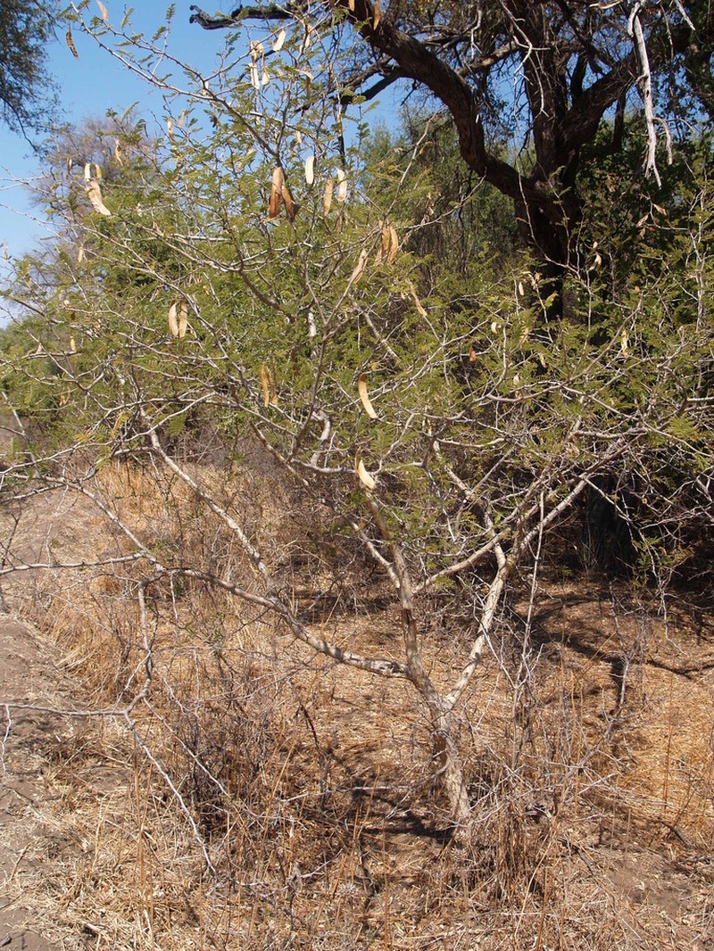 Senegalia fleckii photo 7