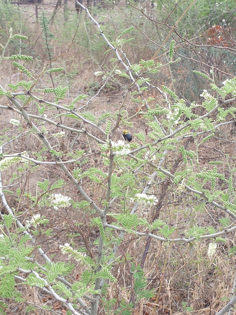 Senegalia fleckii photo 8