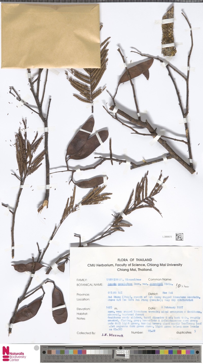 Senegalia garrettii