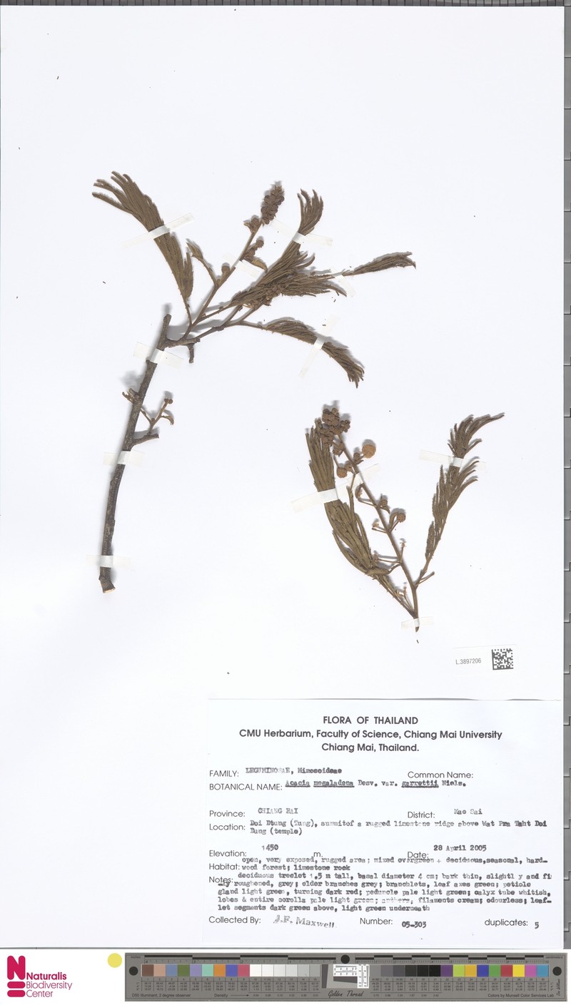 Senegalia garrettii photo 2