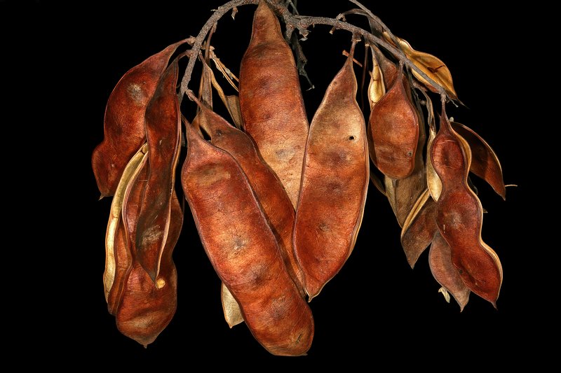 Senegalia goetzei