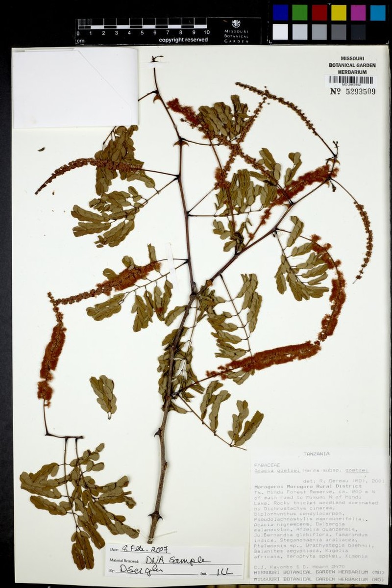 Senegalia goetzei subsp. goetzei