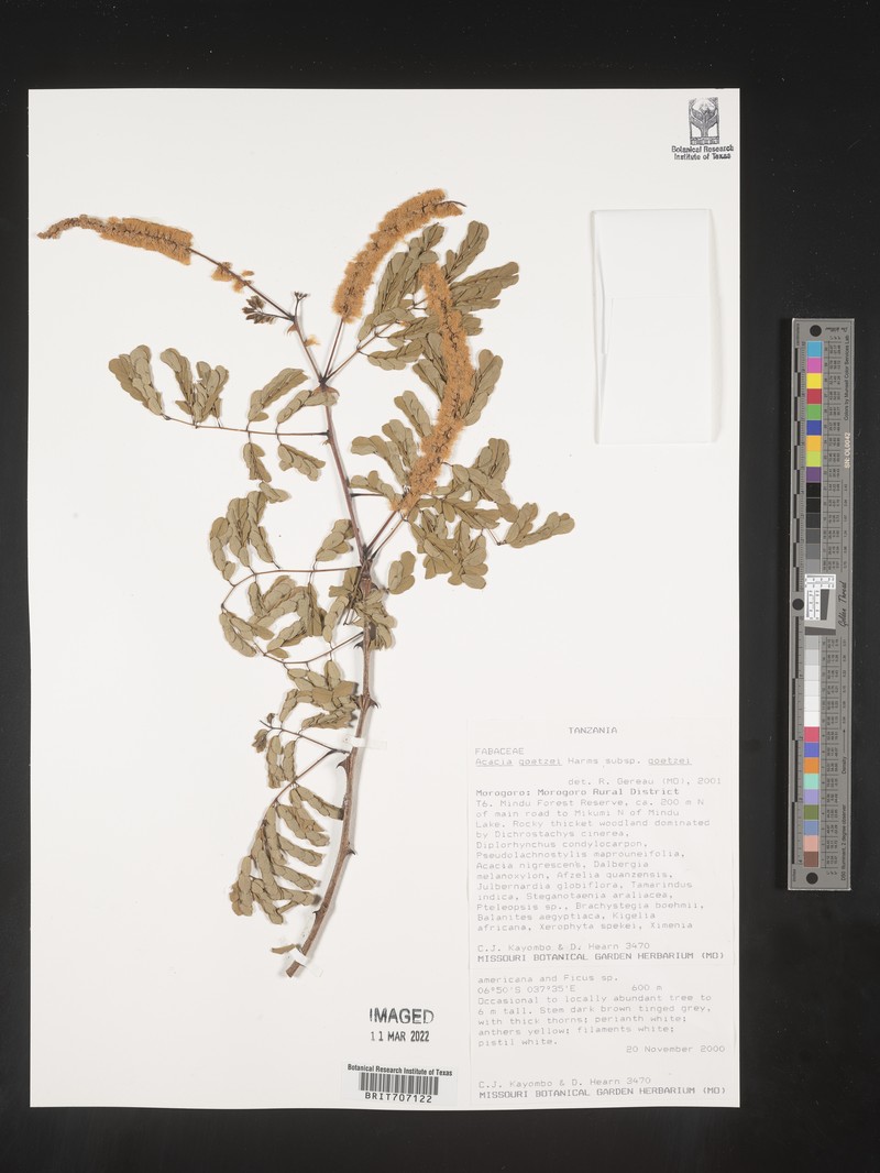 Senegalia goetzei subsp. goetzei photo 2