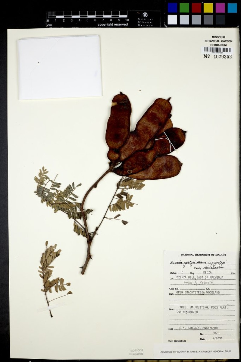 Senegalia goetzei subsp. goetzei photo 3