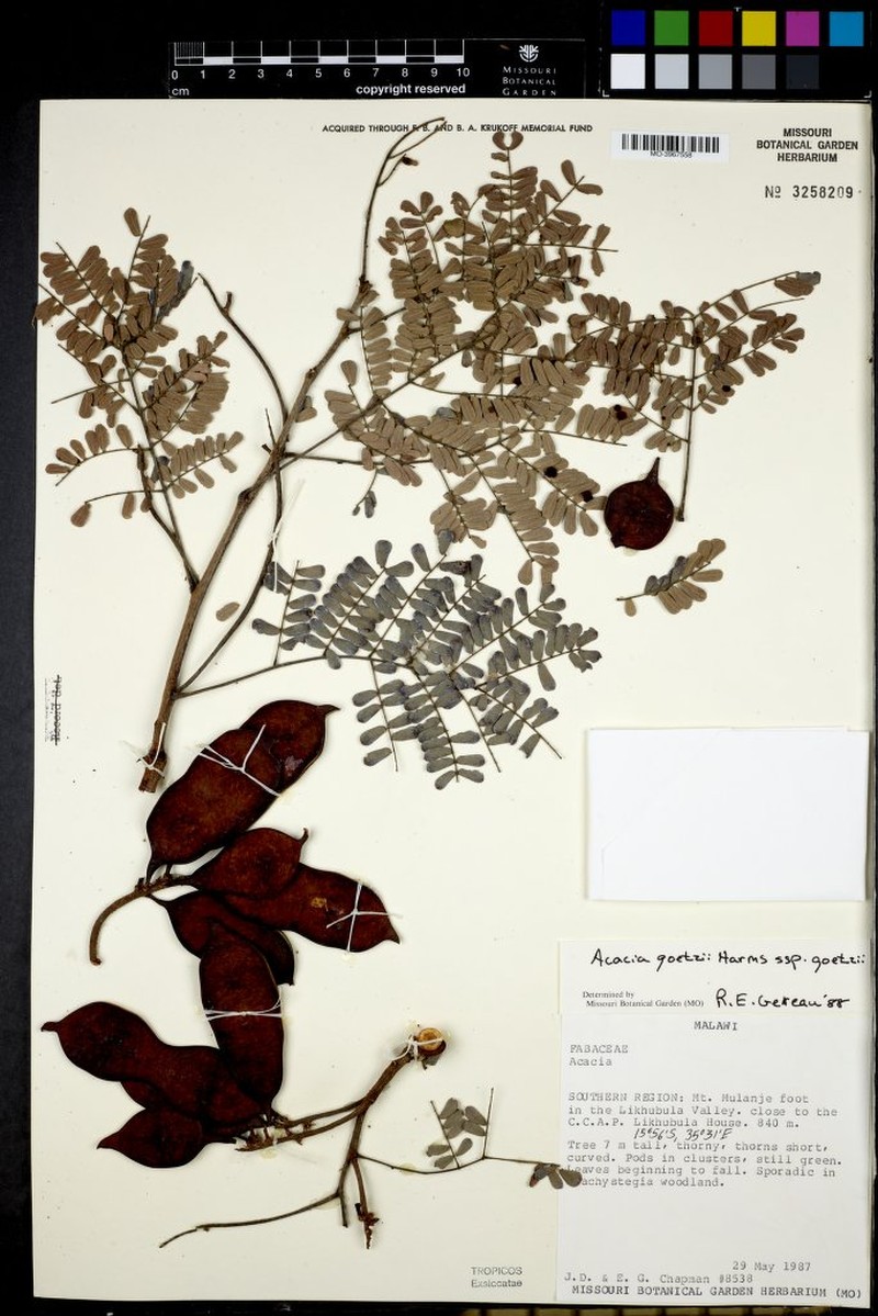 Senegalia goetzei subsp. goetzei photo 4