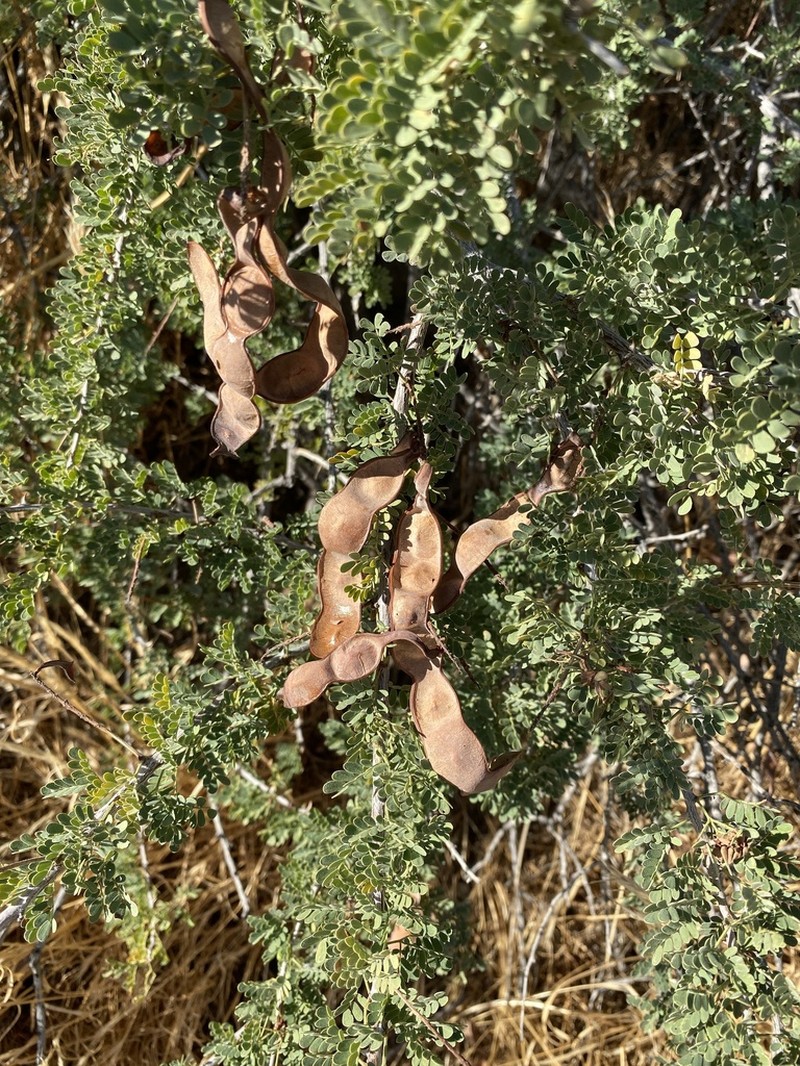 Catclaw Acacia