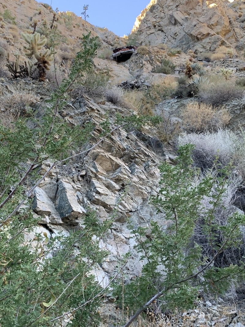 Catclaw Acacia photo 2