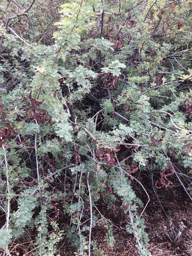Catclaw Acacia photo 3