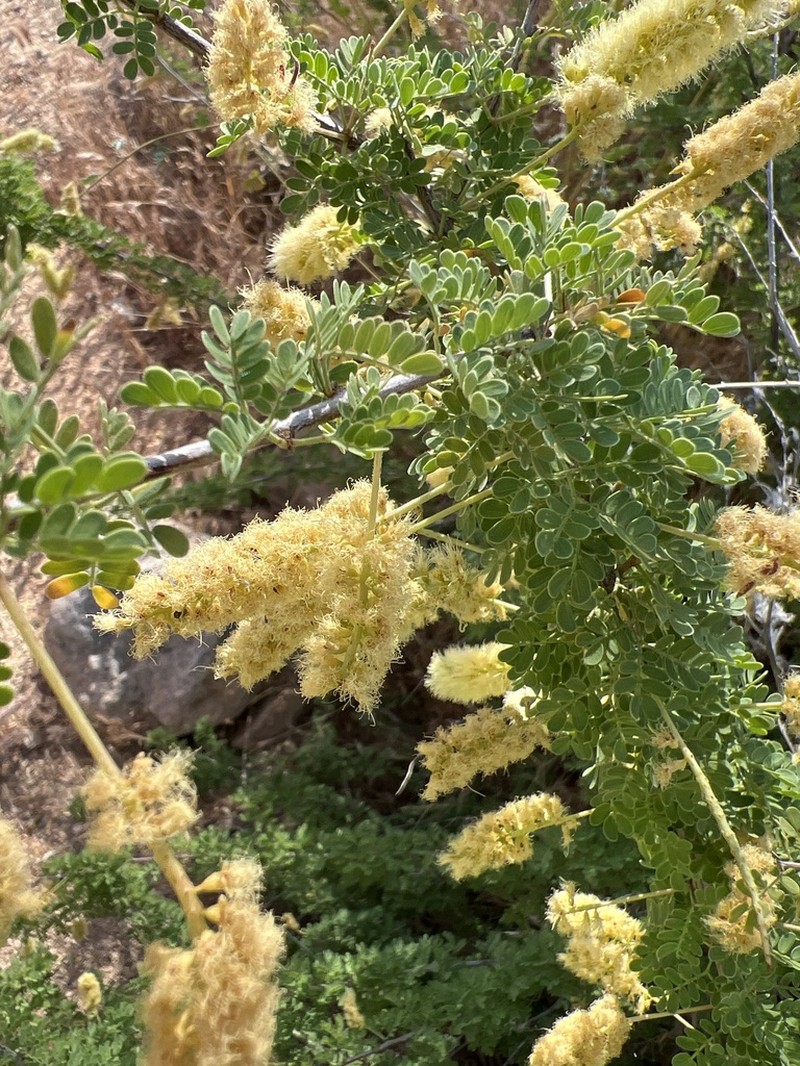 Catclaw Acacia photo 4