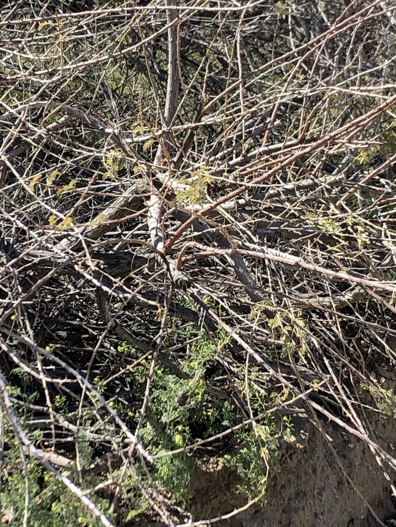 Catclaw Acacia photo 5