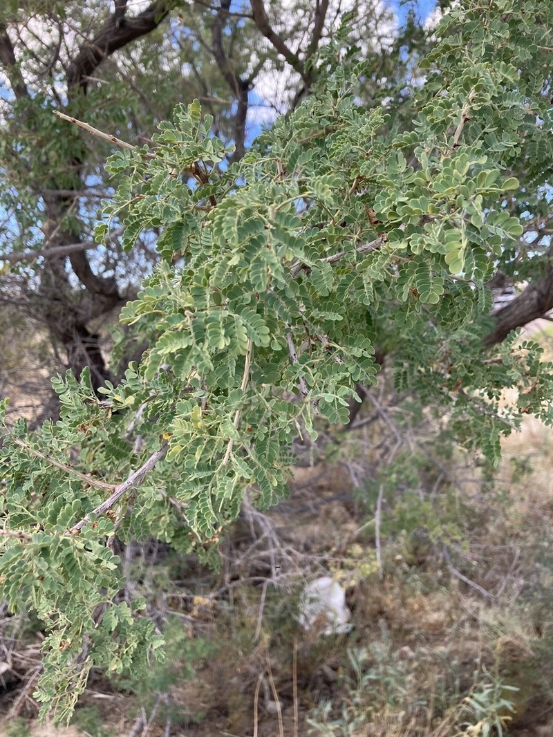 Catclaw Acacia photo 6