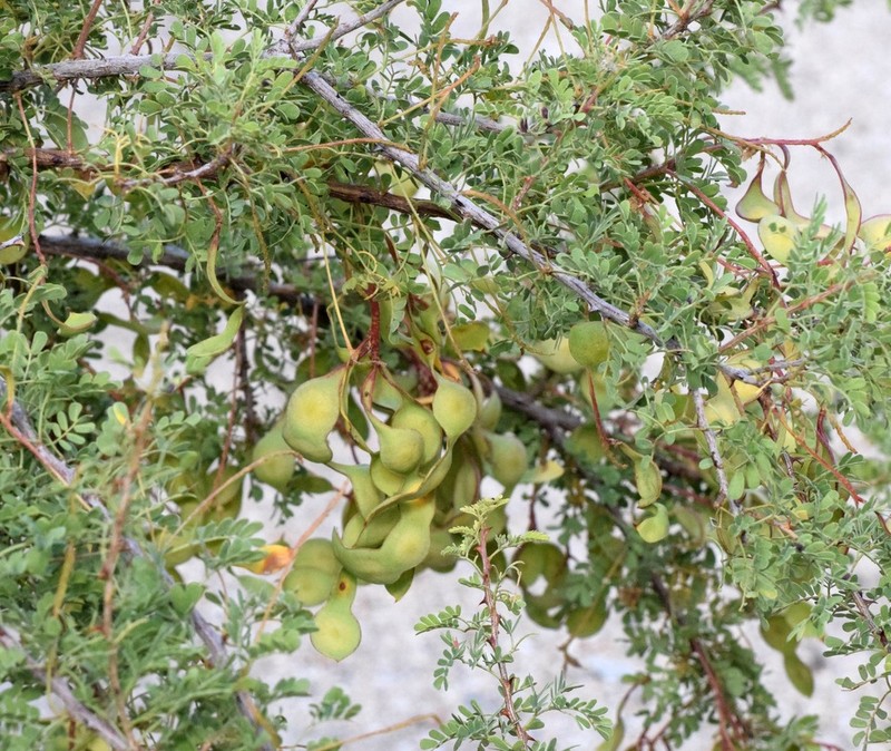Catclaw Acacia photo 7